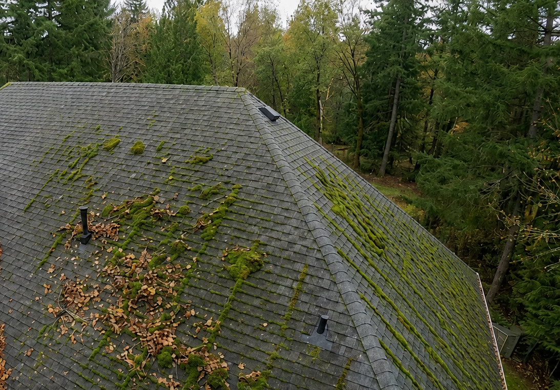 Moss damage on Seattle roof